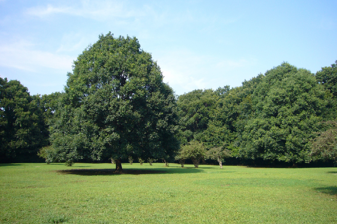 東高根森林公園（川崎市）