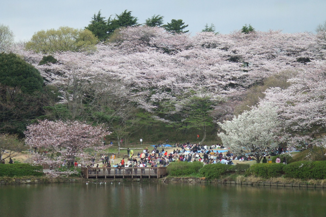 神奈川県立三ツ池公園（横浜市）