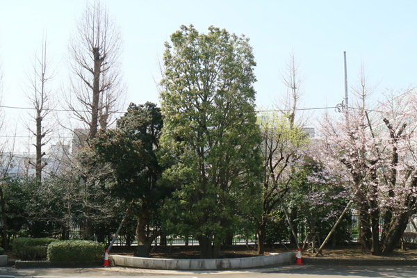 東京都市大学世田谷キャンパス　シンボルツリー植栽工事