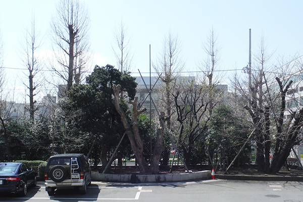 東京都市大学世田谷キャンパス　シンボルツリー植栽工事