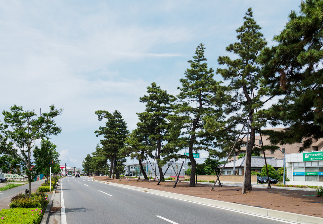 前橋市松並木