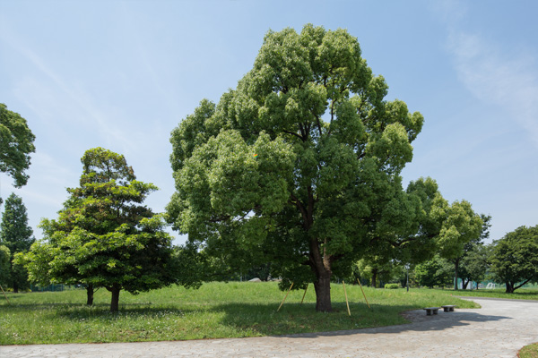 武蔵野の森公園